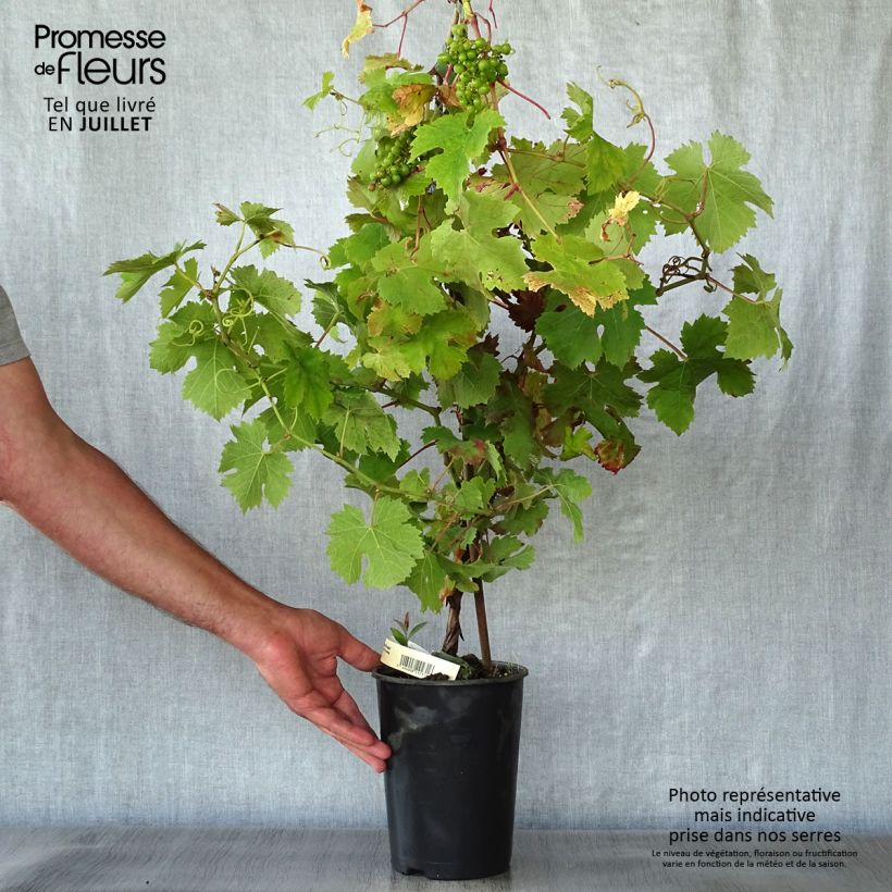 Exemplaar van Druif Cabernet Franc Pot van 2 l/3 l zoals geleverd in de zomer