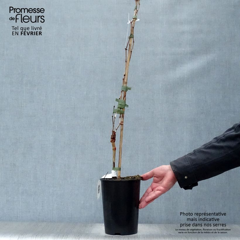 Exemplaar van Druif Cabernet Franc Pot van 2 l/3 l zoals geleverd in de winter