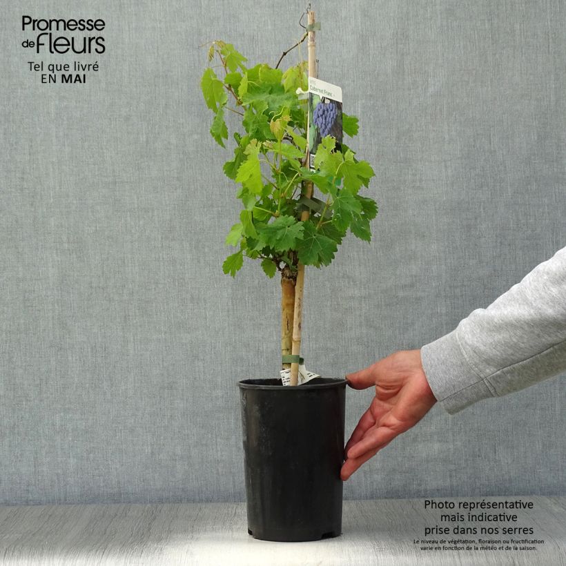 Exemplaar van Druif Cabernet Franc Pot van 2 l/3 l zoals geleverd in de lente