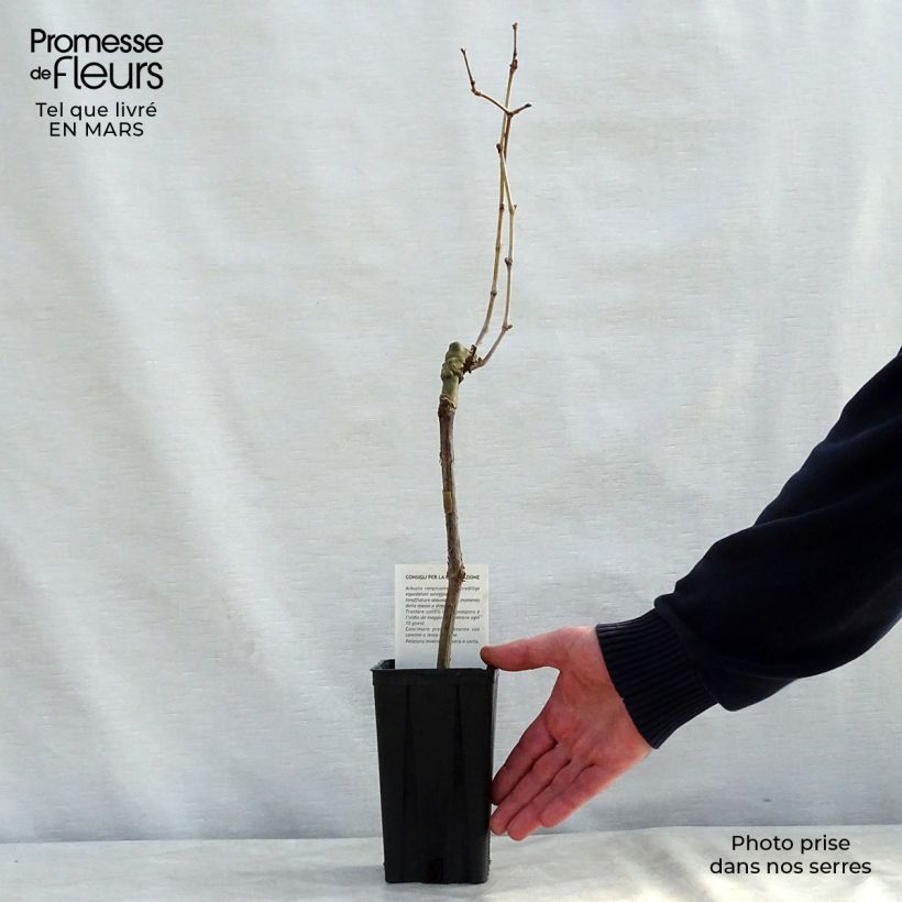 Exemplaar van Druif Cabernet Sauvignon Pot van 1 l/1,5 l zoals geleverd in de winter