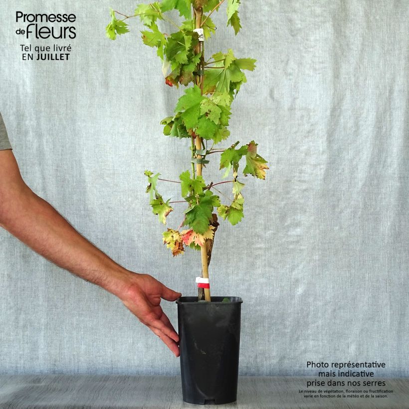 Exemplaar van Druif Cardinal Pot van 1,5 l/2 l zoals geleverd in de zomer