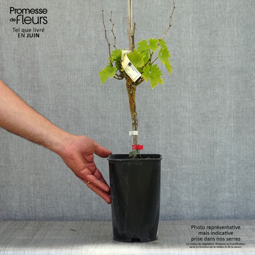 Exemplaar van Druif Cardinal Pot van 1,5 l/2 l zoals geleverd in de lente