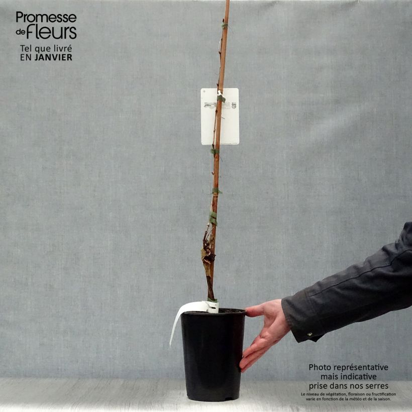 Exemplaar van Druif Chardonnay Pot van 2 l/3 l zoals geleverd in de winter