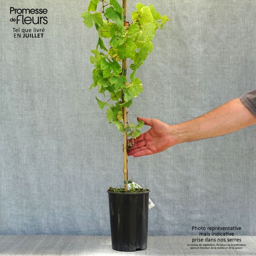Exemplaar van Druif Chardonnay Pot van 2 l/3 l zoals geleverd in de zomer