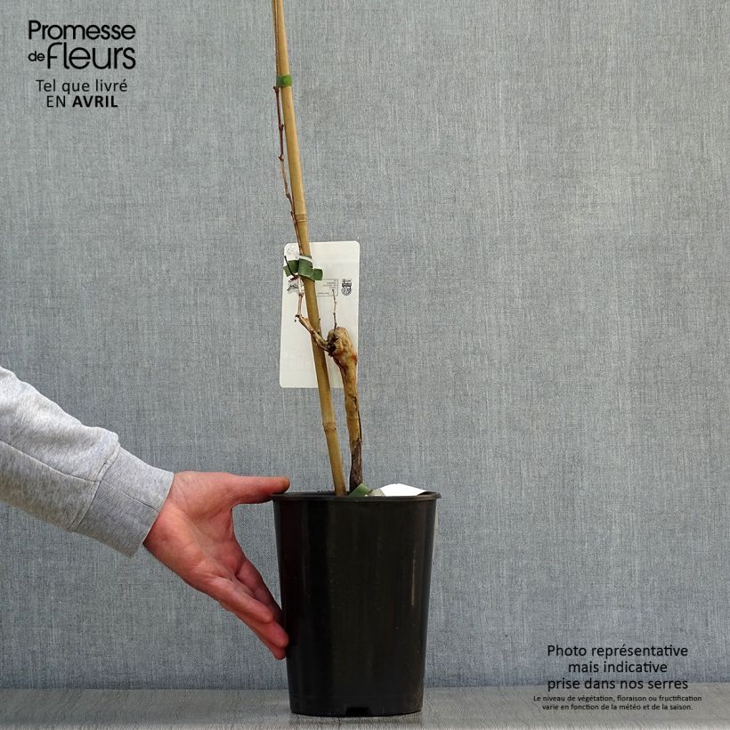 Exemplaar van Druif Chardonnay Pot van 2 l/3 l zoals geleverd in de lente