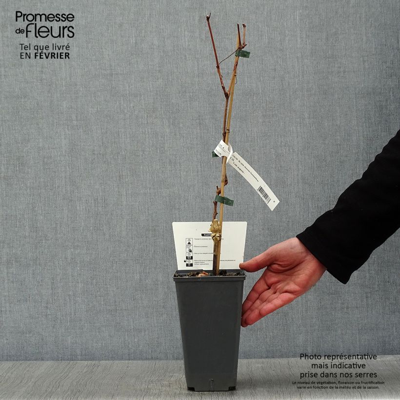 Exemplaar van Druif Chasselas van Fontainebleau Pot van 2 l/3 l zoals geleverd in de winter