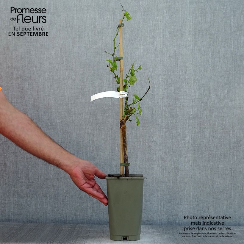 Exemplaar van Tafeldruif Dattier de Beyrouth Pot van 1,5 l/2 l zoals geleverd in de zomer