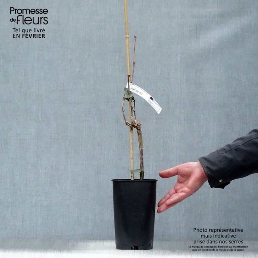 Exemplaar van Tafeldruif Dattier de Beyrouth Pot van 1,5 l/2 l zoals geleverd in de winter