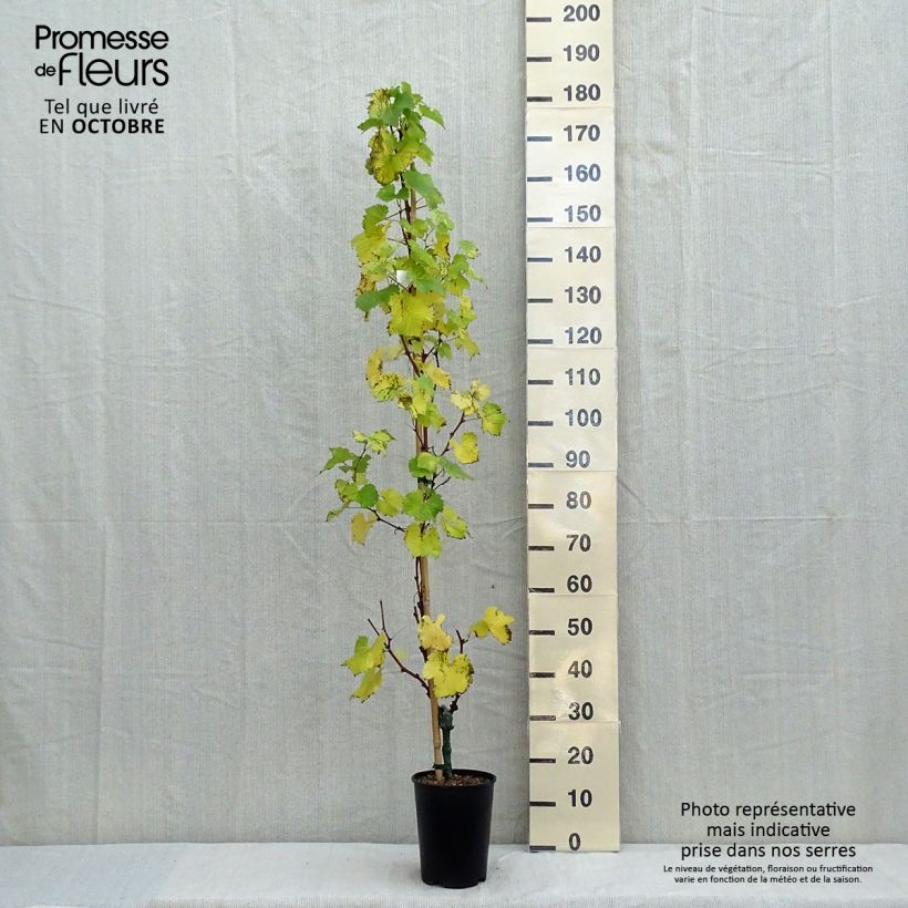 Exemplaar van Druif Evita Pot van 4 l/5 l zoals geleverd in de herfst