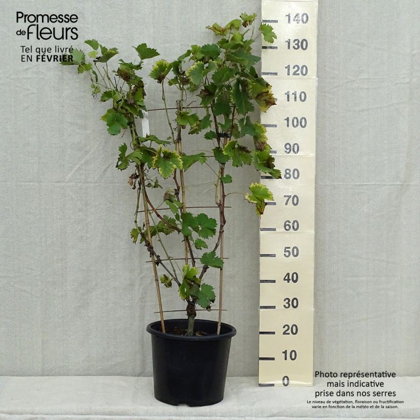 Exemplaar van Druif Fanny Pot van 12 l/15 l zoals geleverd in de herfst