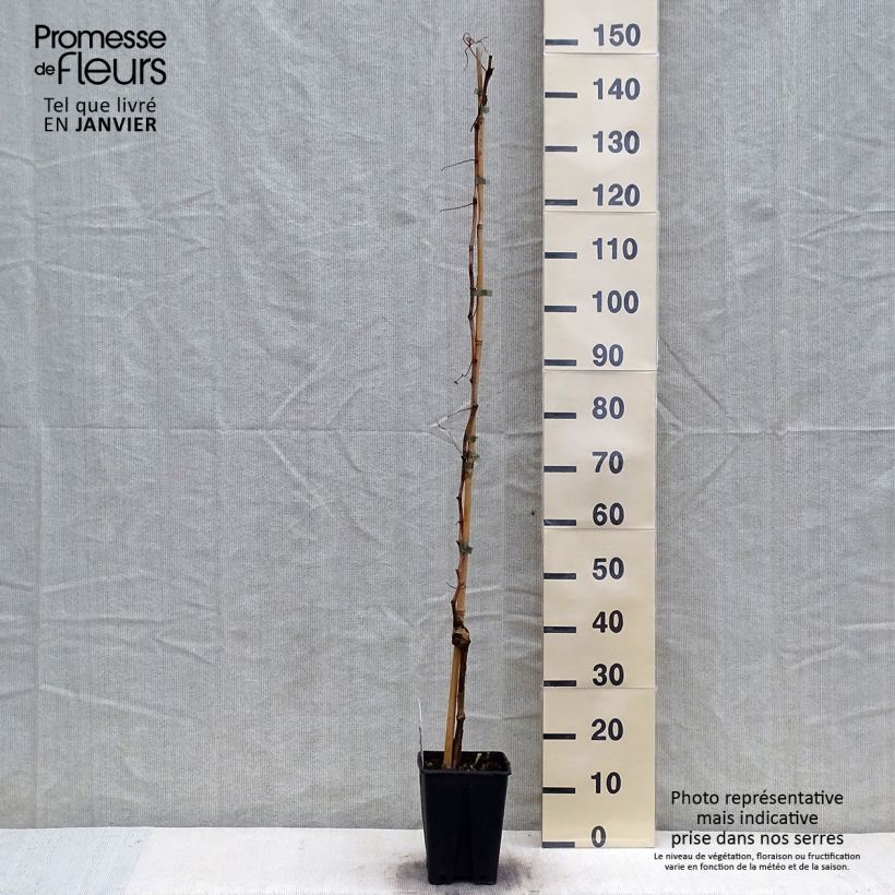 Example of Vigne Fragola Nera - Raisin fraise Pot van 4 l/5 l as you get in hiver