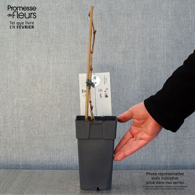 Exemplaar van Druif Frankenthaler Pot van 2 l/3 l zoals geleverd in de winter