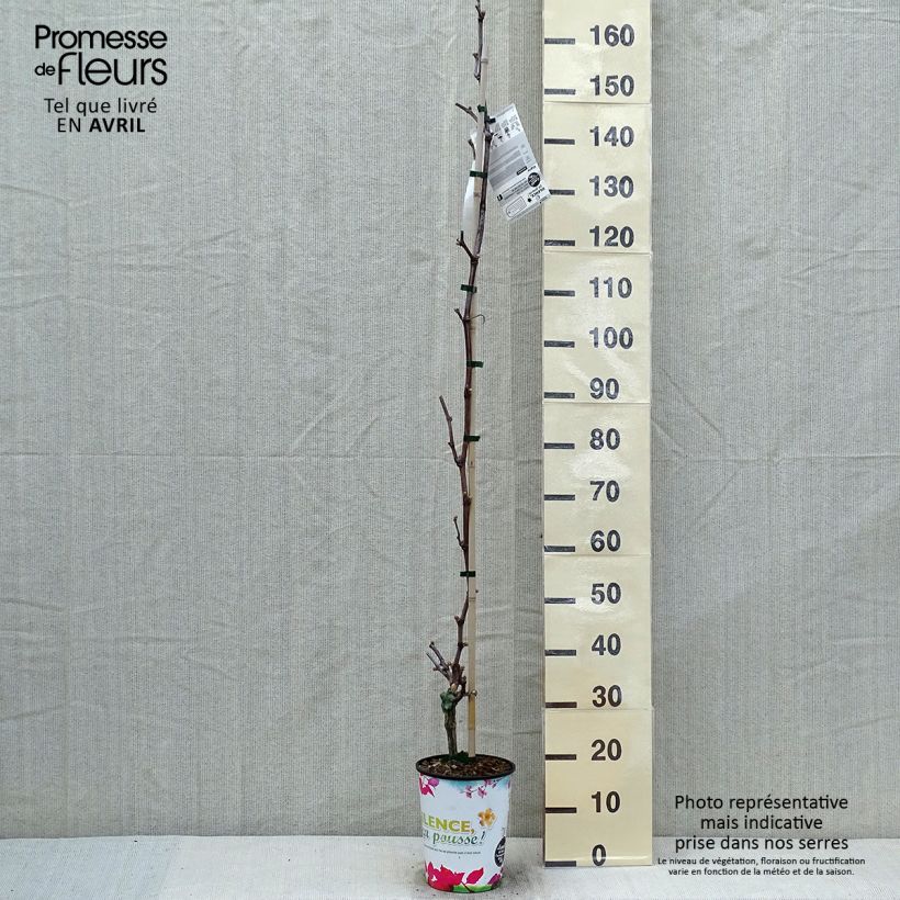 Exemplaar van Druif Katharina Pot van 4 l/5 l zoals geleverd in de lente