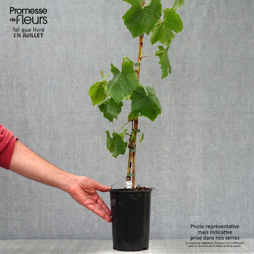 Exemplaar van Druif Lakemont Pot van 2 l/3 l zoals geleverd in de zomer