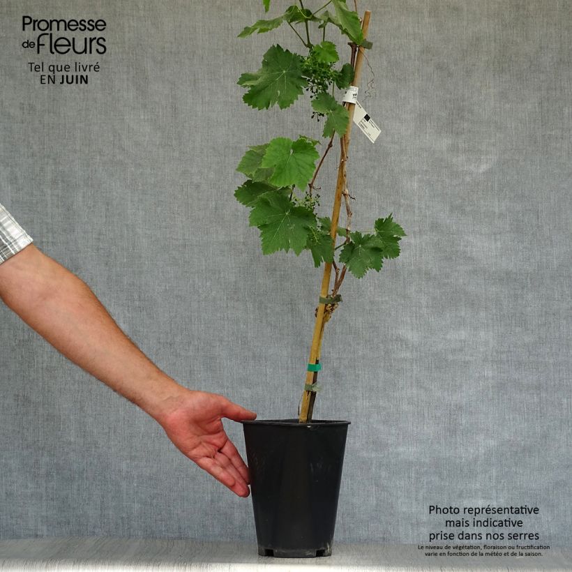 Exemplaar van Druif Koninklijke Madeleine Pot van 2 l/3 l zoals geleverd in de zomer