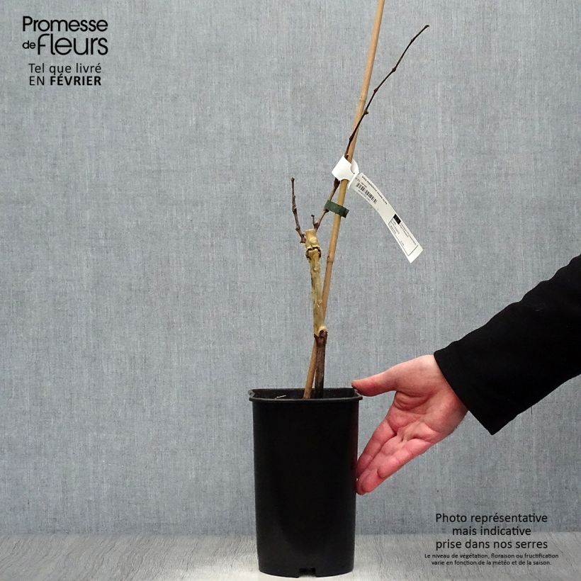 Exemplaar van Druif Koninklijke Madeleine Pot van 2 l/3 l zoals geleverd in de winter