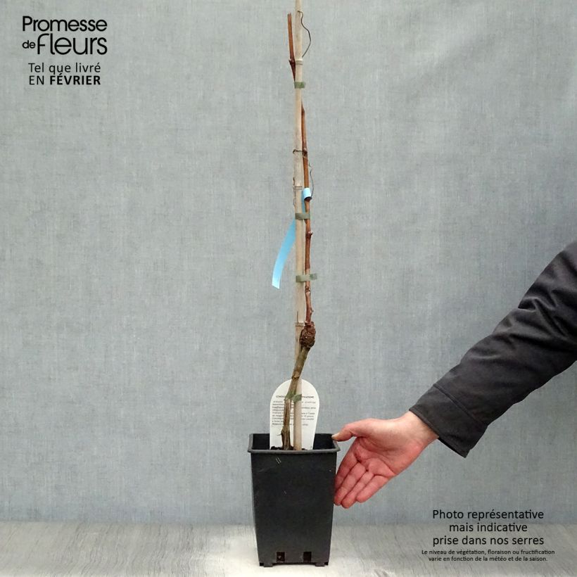 Example of Vigne Matilde Pot van 3 l/4 l as you get in hiver