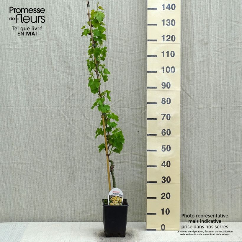 Exemplaar van Vitis Matilde - Wijnstok Pot van 3 l/4 l zoals geleverd in de lente