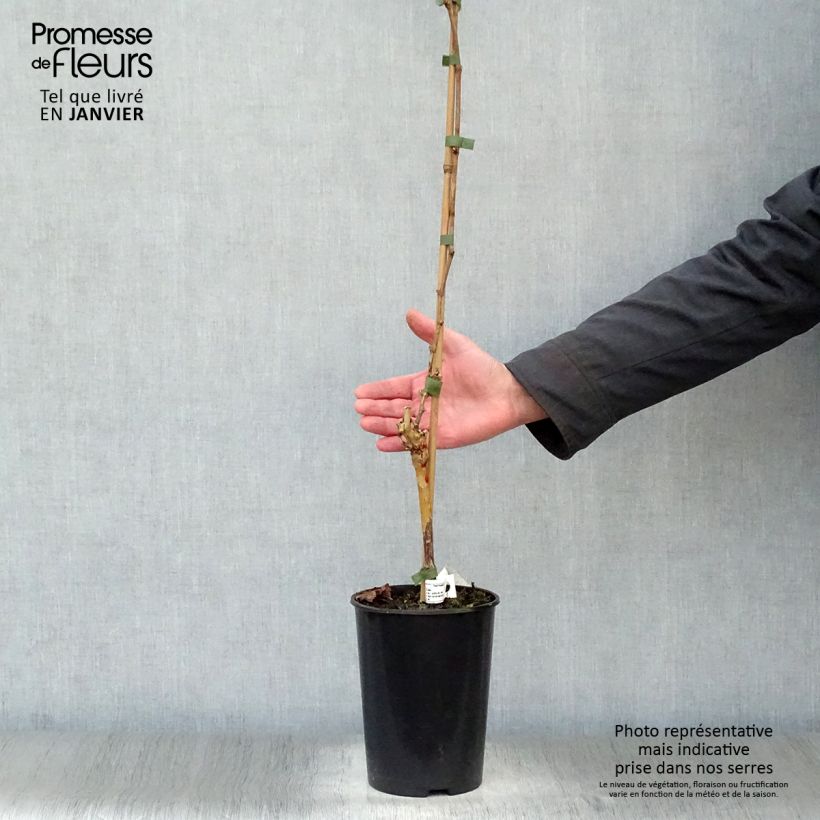 Exemplaar van Druif Merlot Pot van 2 l/3 l zoals geleverd in de winter