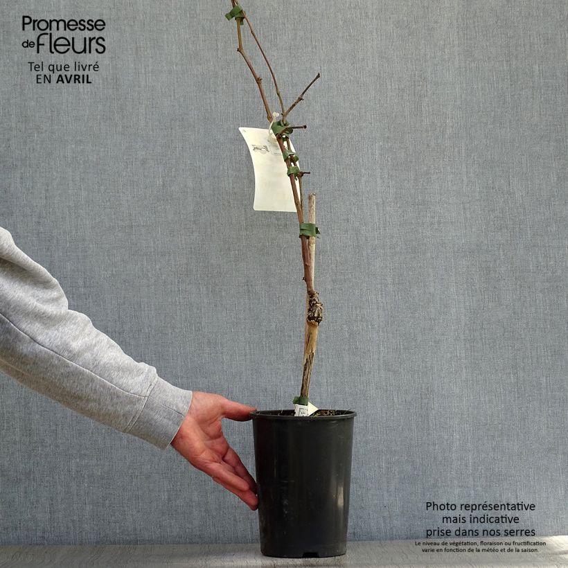 Exemplaar van Druif Merlot Pot van 2 l/3 l zoals geleverd in de lente