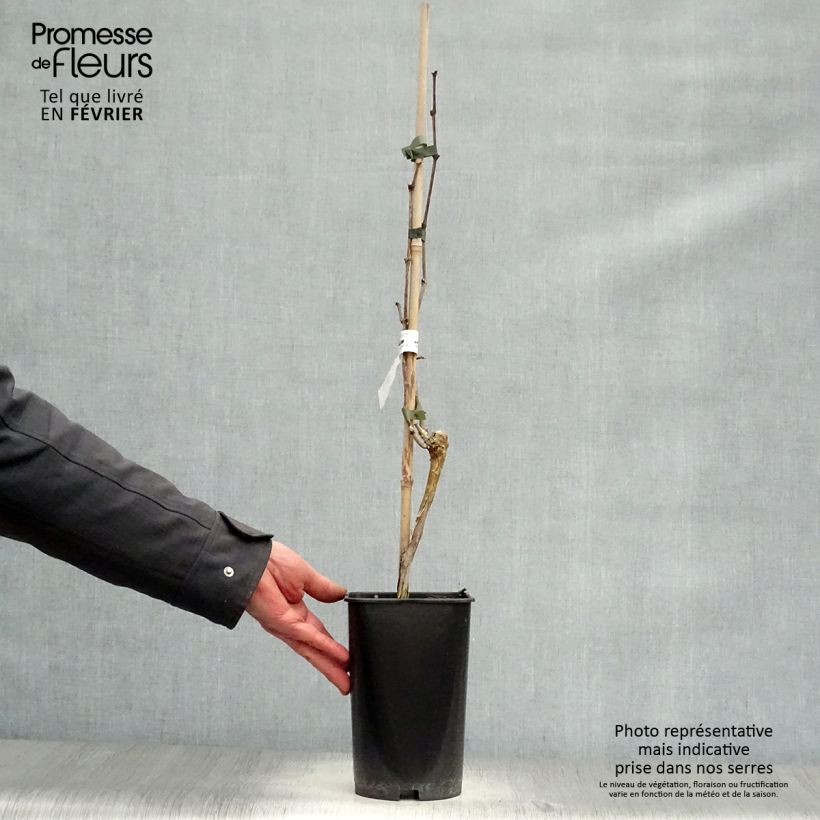 Exemplaar van Witte kleinkorrelige muskaat Pot van 2 l/3 l zoals geleverd in de winter