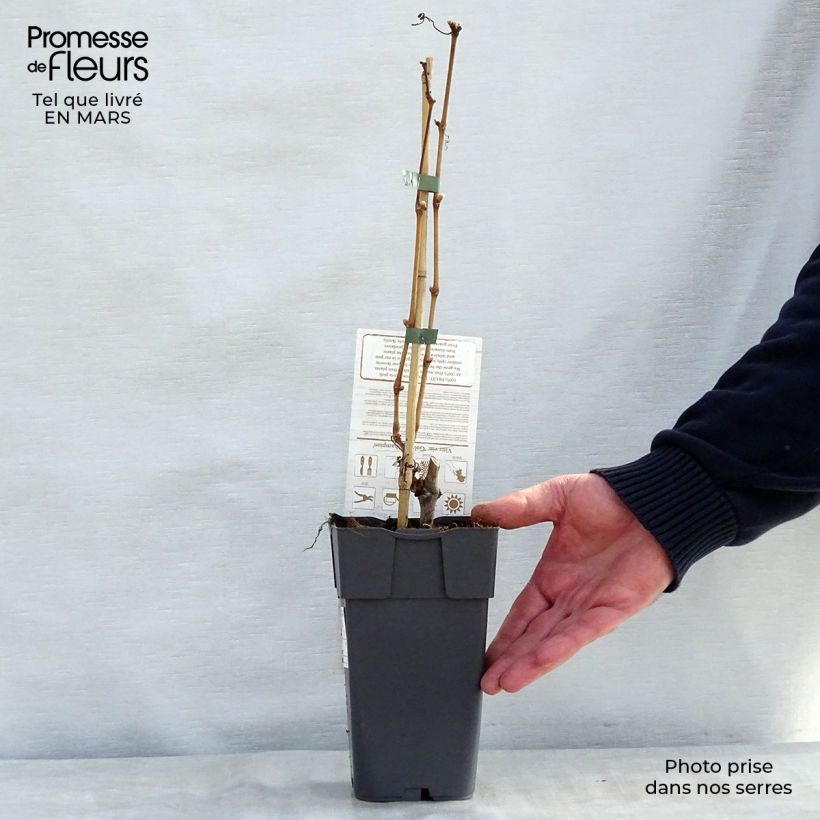 Exemplaar van Vitis Champion - Wijnstok Pot van 2 l/3 l zoals geleverd in de lente