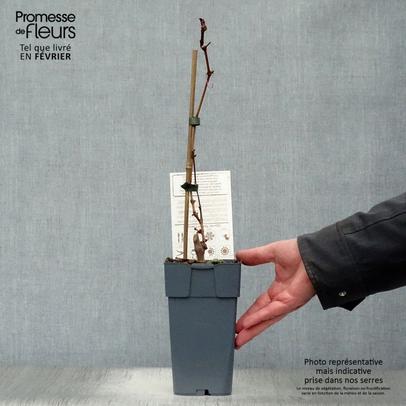 Example of Vigne Muscat champion Pot van 2 l/3 l as you get in hiver