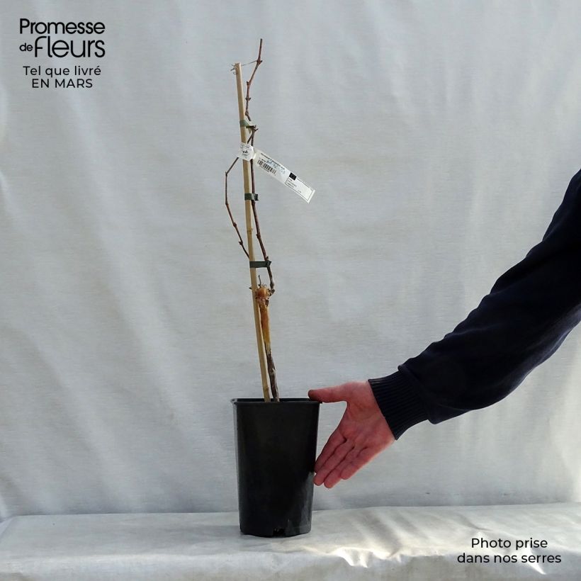 Exemplaar van Muskaatdruif van Alexandrië Pot van 2 l/3 l zoals geleverd in de lente