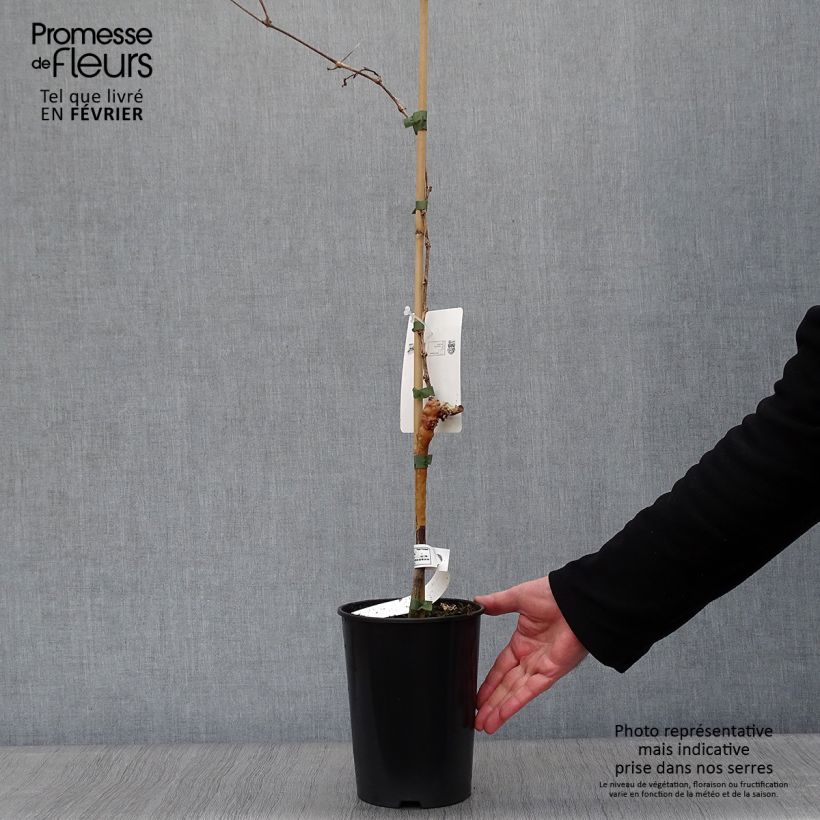 Exemplaar van Muskaatdruif van Alexandrië Pot van 2 l/3 l zoals geleverd in de winter