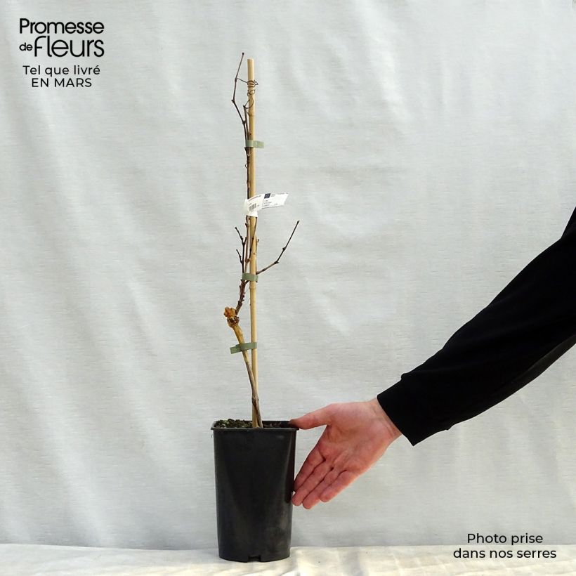 Exemplaar van Druif Vroege zwarte van Marseille Pot van 2 l/3 l zoals geleverd in de lente