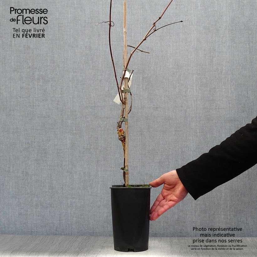 Exemplaar van Druif Vroege zwarte van Marseille Pot van 2 l/3 l zoals geleverd in de winter