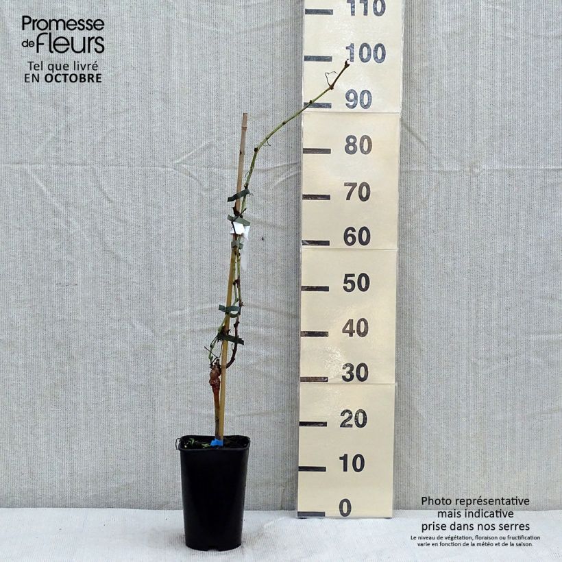 Exemplaar van Druif Ora Pot van 2 l/3 l zoals geleverd in de herfst
