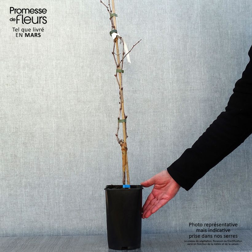 Exemplaar van Druif Ora Pot van 2 l/3 l zoals geleverd in de winter