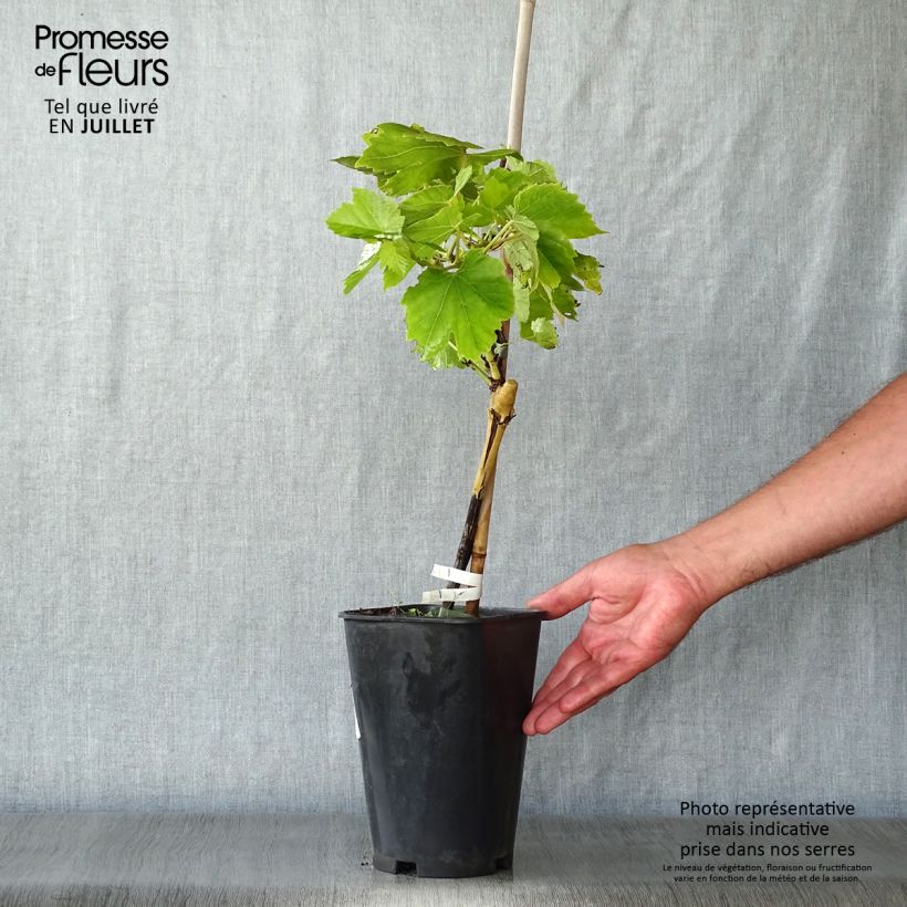 Exemplaar van Druif Perlette Pot van 2 l/3 l zoals geleverd in de zomer