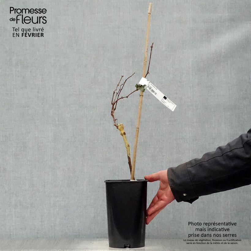 Exemplaar van Druif Perlette Pot van 2 l/3 l zoals geleverd in de winter