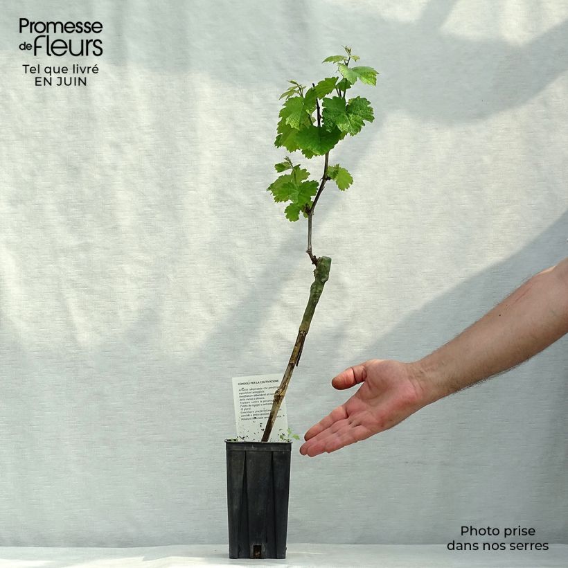Exemplaar van Wijnstok Riesling Pot van 1,5 l/2 l zoals geleverd in de zomer