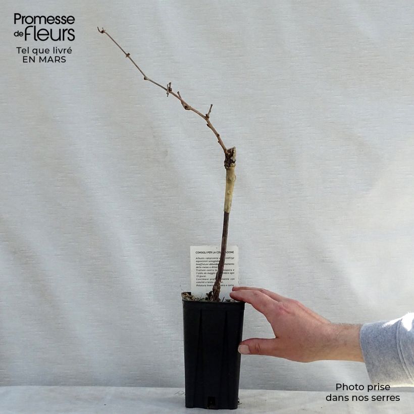 Exemplaar van Wijnstok Riesling Pot van 1,5 l/2 l zoals geleverd in de lente