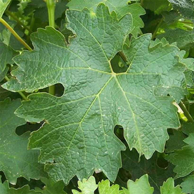 Druif Sauvignon Blanc (Blad)