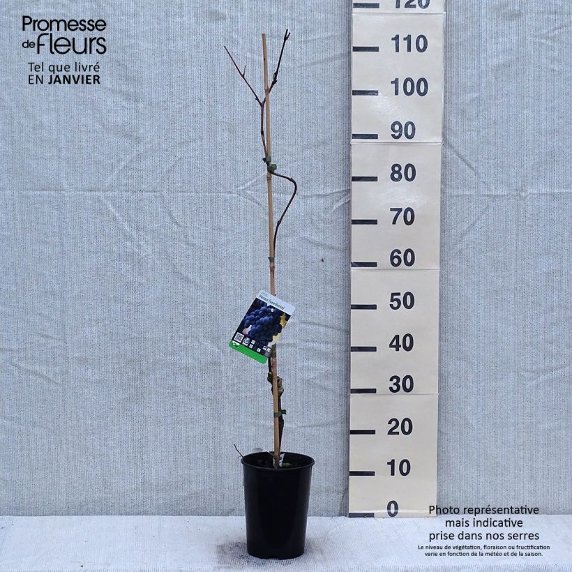 Exemplaar van Druif Venus Pot van 1,5 l/2 l zoals geleverd in de winter