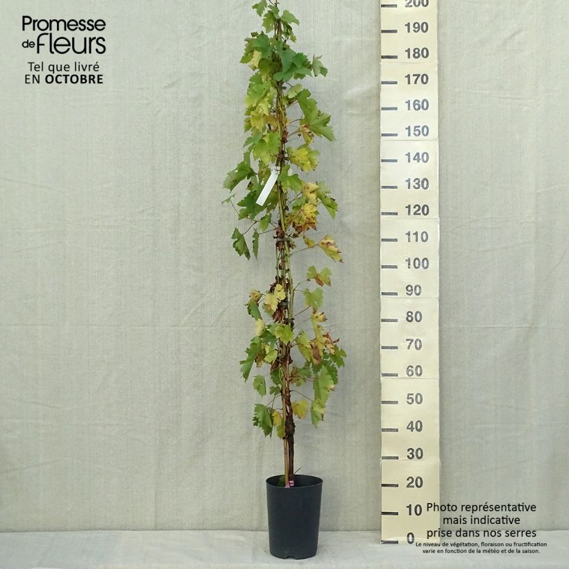 Exemplaar van Druif Argentina Pot van 4 l/5 l zoals geleverd in de herfst
