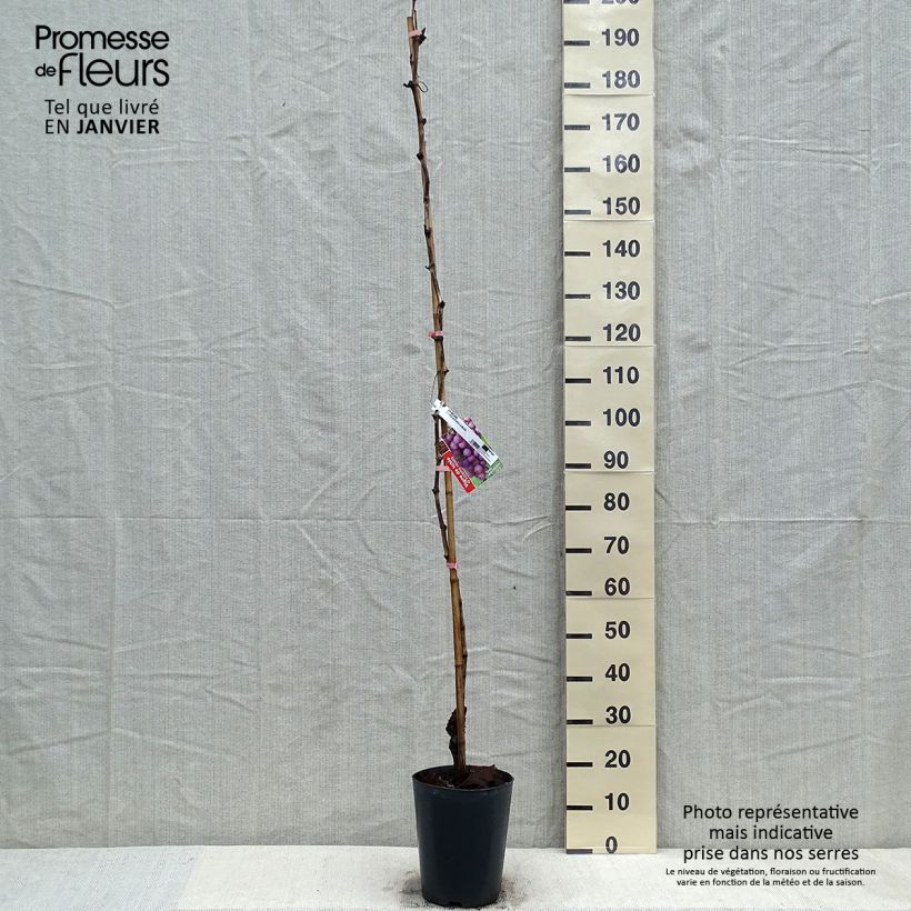 Exemplaar van Druif Miss Pink Pot van 4 l/5 l zoals geleverd in de winter