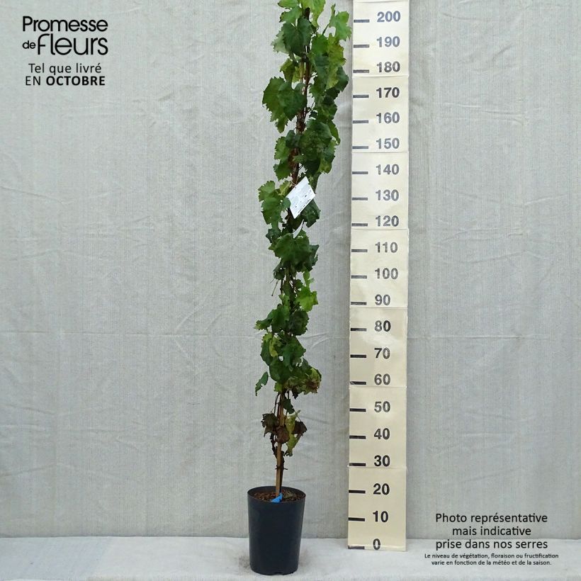 Exemplaar van Druif Muscat Bleu Pot van 4 l/5 l zoals geleverd in de herfst