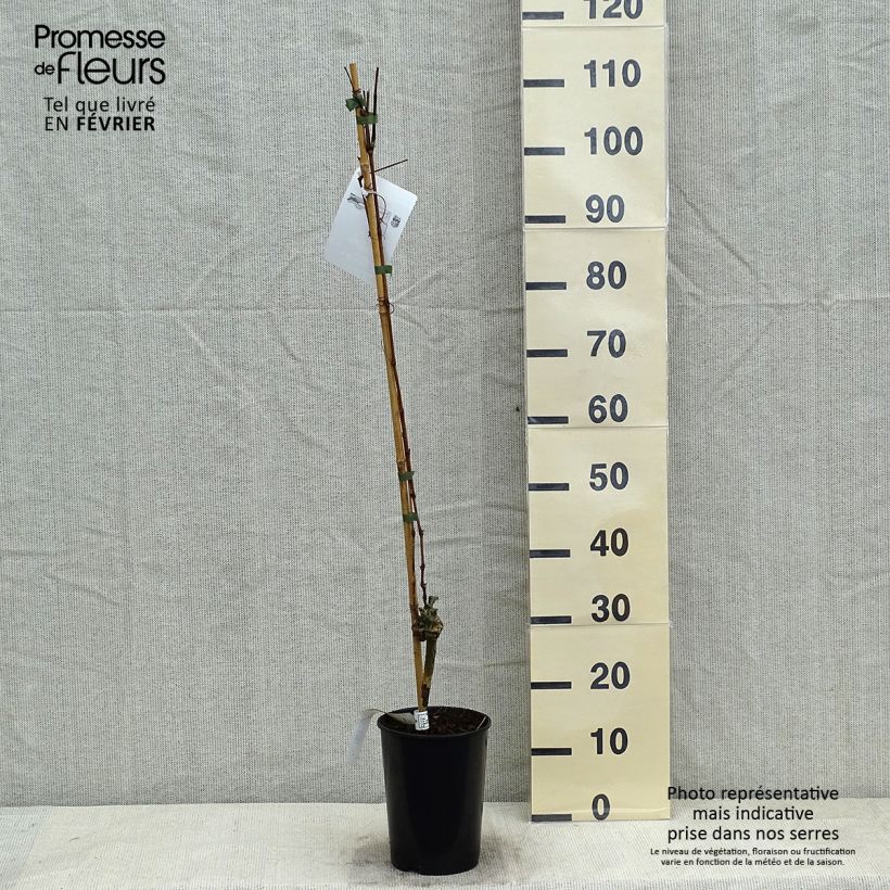 Exemplaar van Druif Muscat Bleu Pot van 2 l/3 l zoals geleverd in de winter