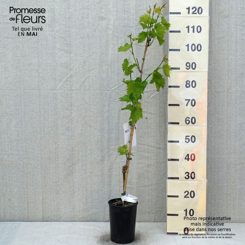 Exemplaar van Druif Muscat Bleu Pot van 2 l/3 l zoals geleverd in de lente