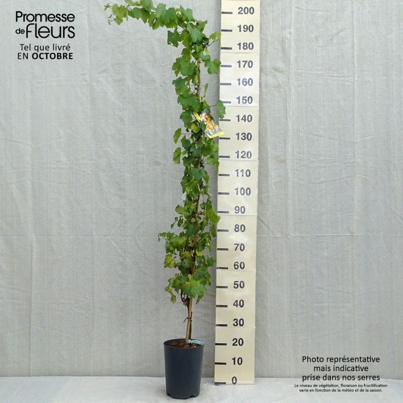 Exemplaar van Druif Palatina Pot van 4 l/5 l zoals geleverd in de herfst