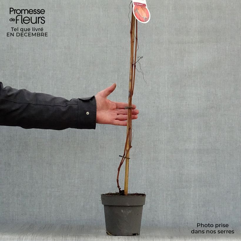 Example of Vitis coignetiae - Japanse wijnstok Pot van 2 l/3 l as you get in hiver