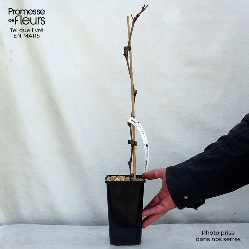 Example of Vigne d'ornement - Vitis vinifera Incana Pot van 1,5 l/2 l as you get in hiver
