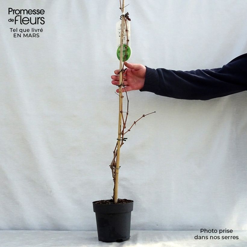 Exemplaar van Vitis Purpurea - Wijnstok Pot van 2 l/3 l zoals geleverd in de lente