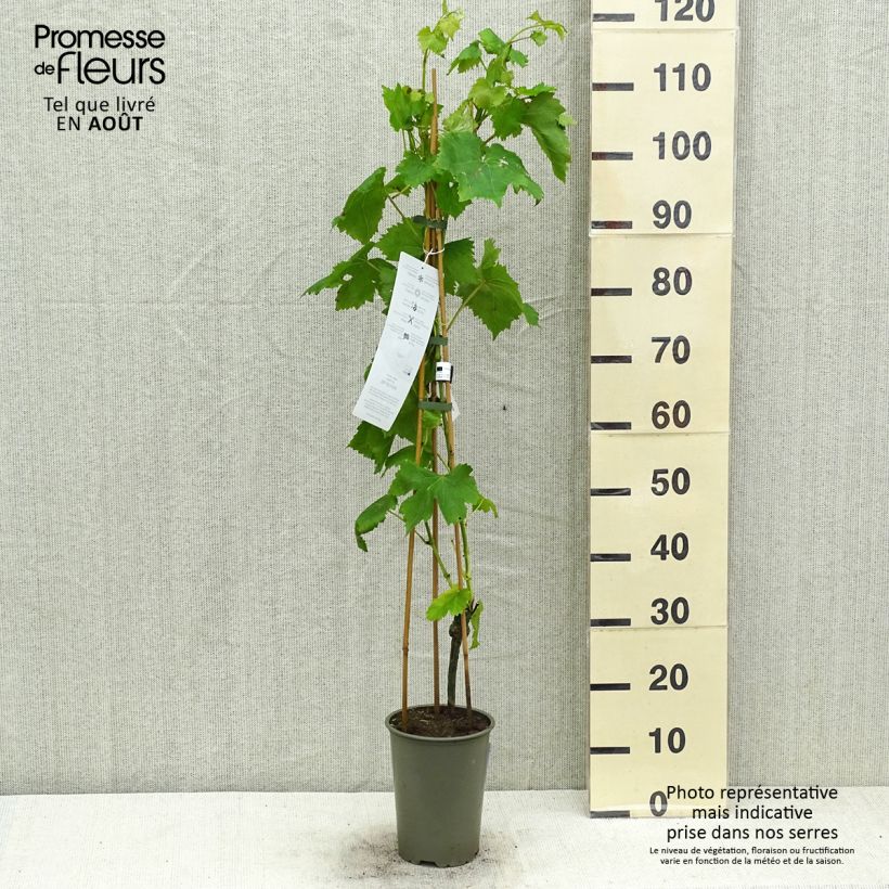 Exemplaar van Tafeldruif Attika Pot van 2 l/3 l zoals geleverd in de zomer