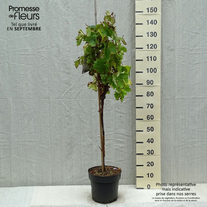 Exemplaar van Tafeldruif Rhea Pot van 7,5 l/10 l, Stengel zoals geleverd in de herfst